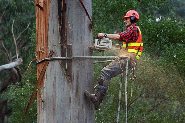 Arborist Services Chicago Park CA