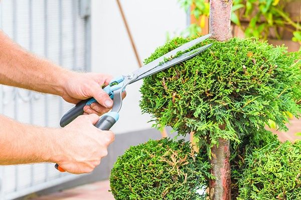 Tree Trimming Services Chicago Park CA