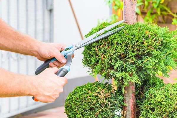Tree Cutting & Pruning Services Nevada City CA