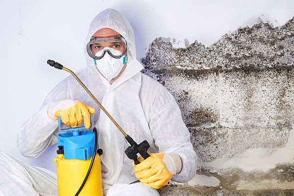 Mold Removal Cost