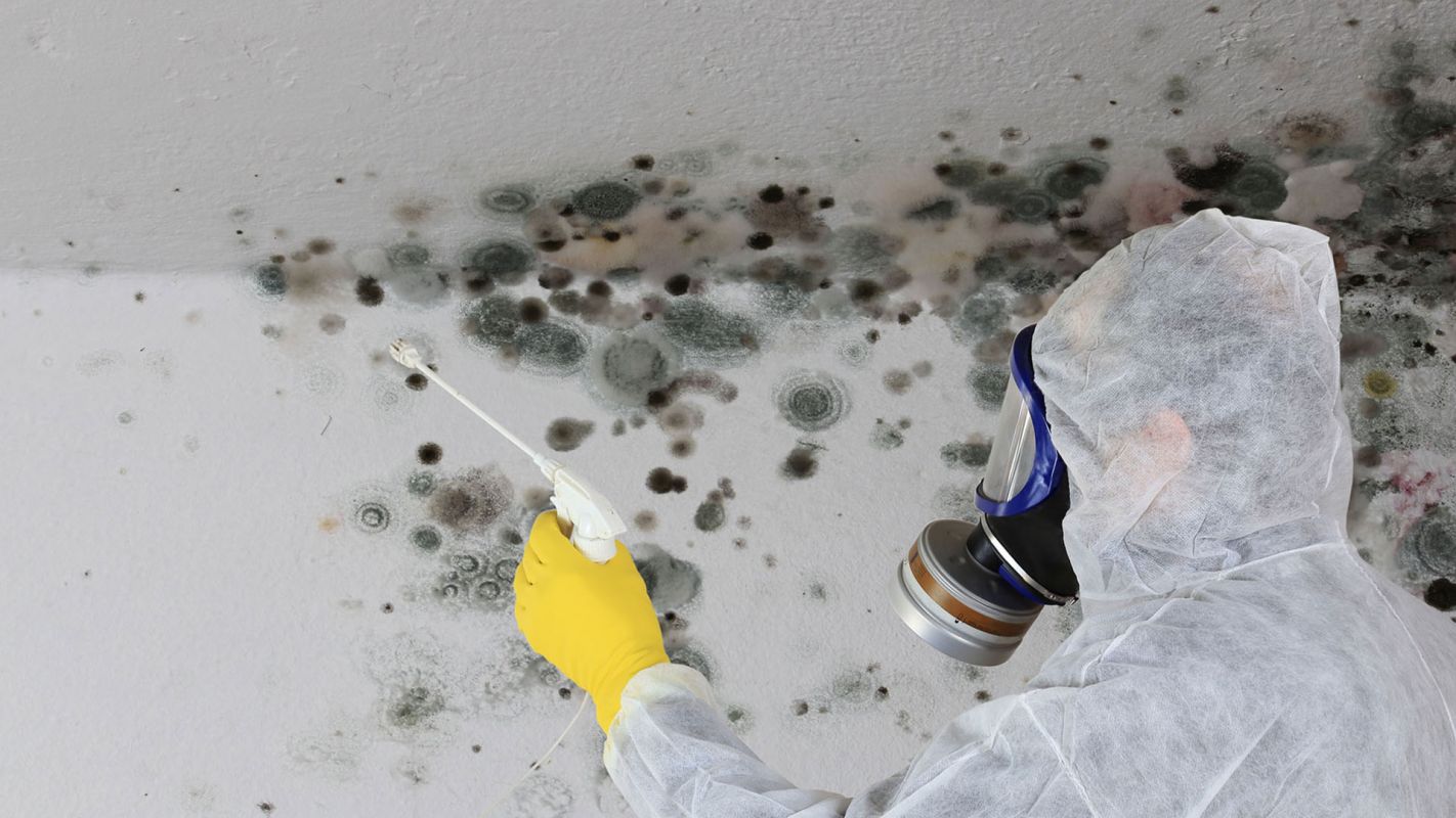 Mold Inspection Service Tooele UT