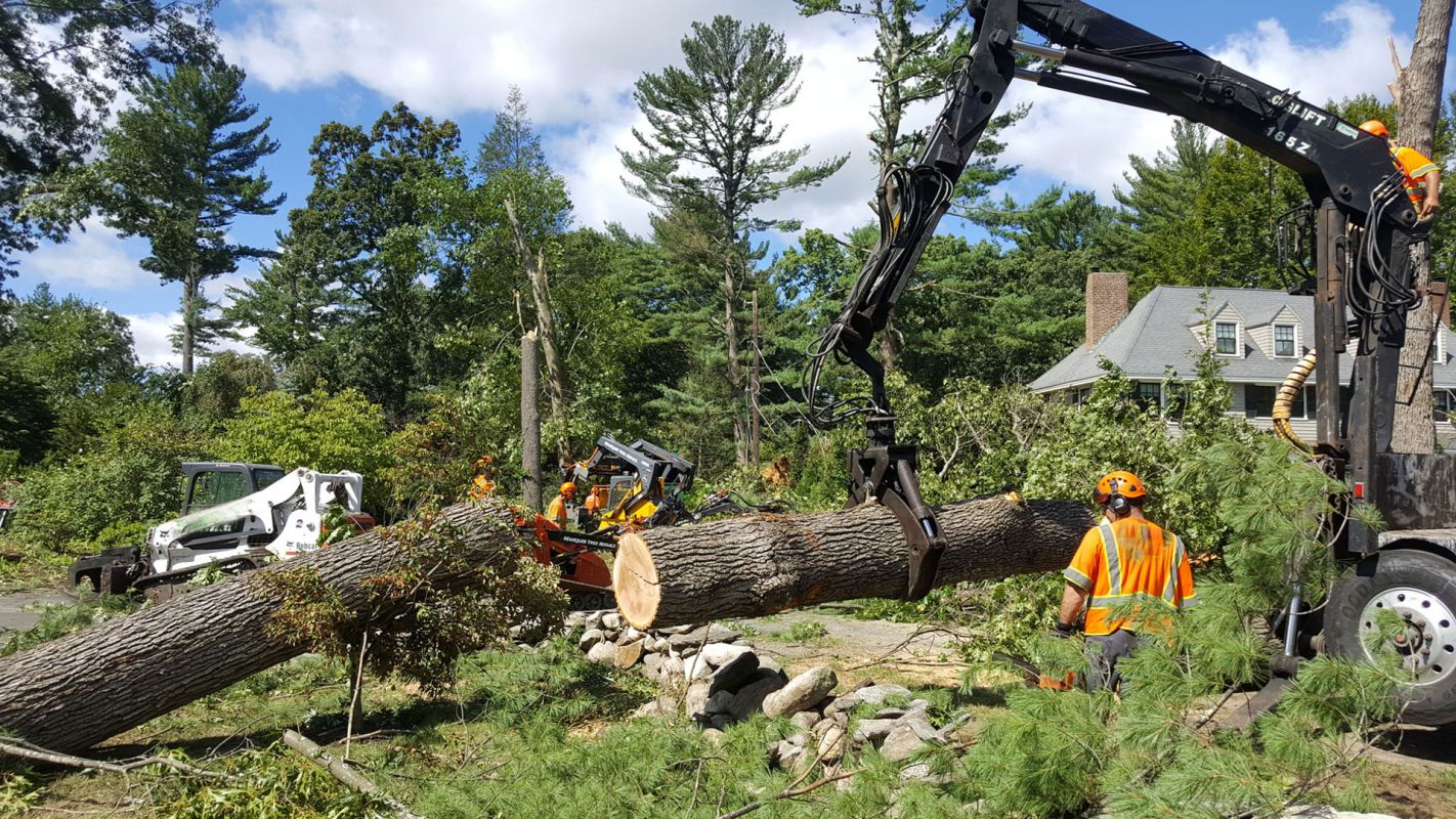 Tree Removal Services Lee's Summit MO