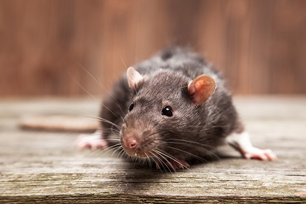 Rodent Control Cost Denver CO