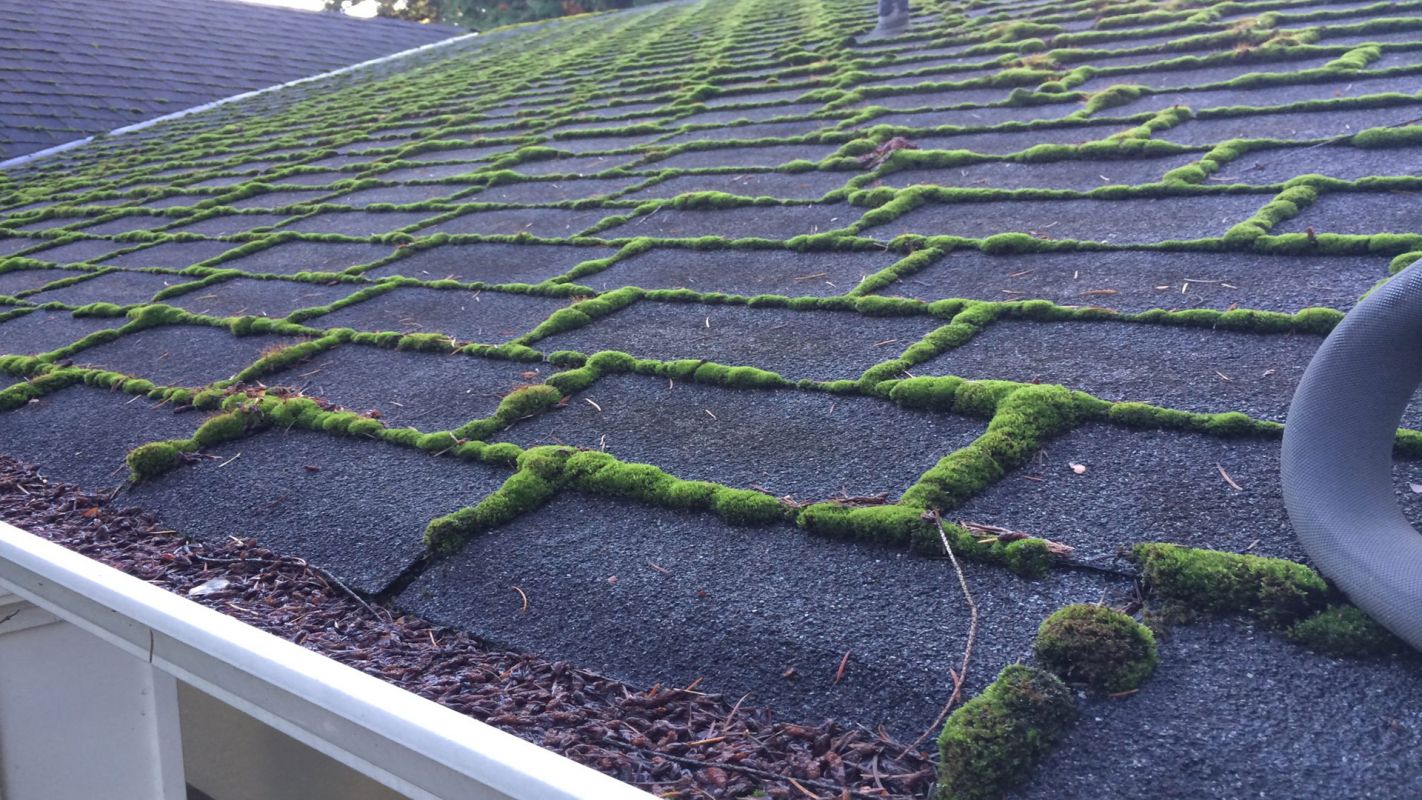Moss Removal Service Oregon City OR