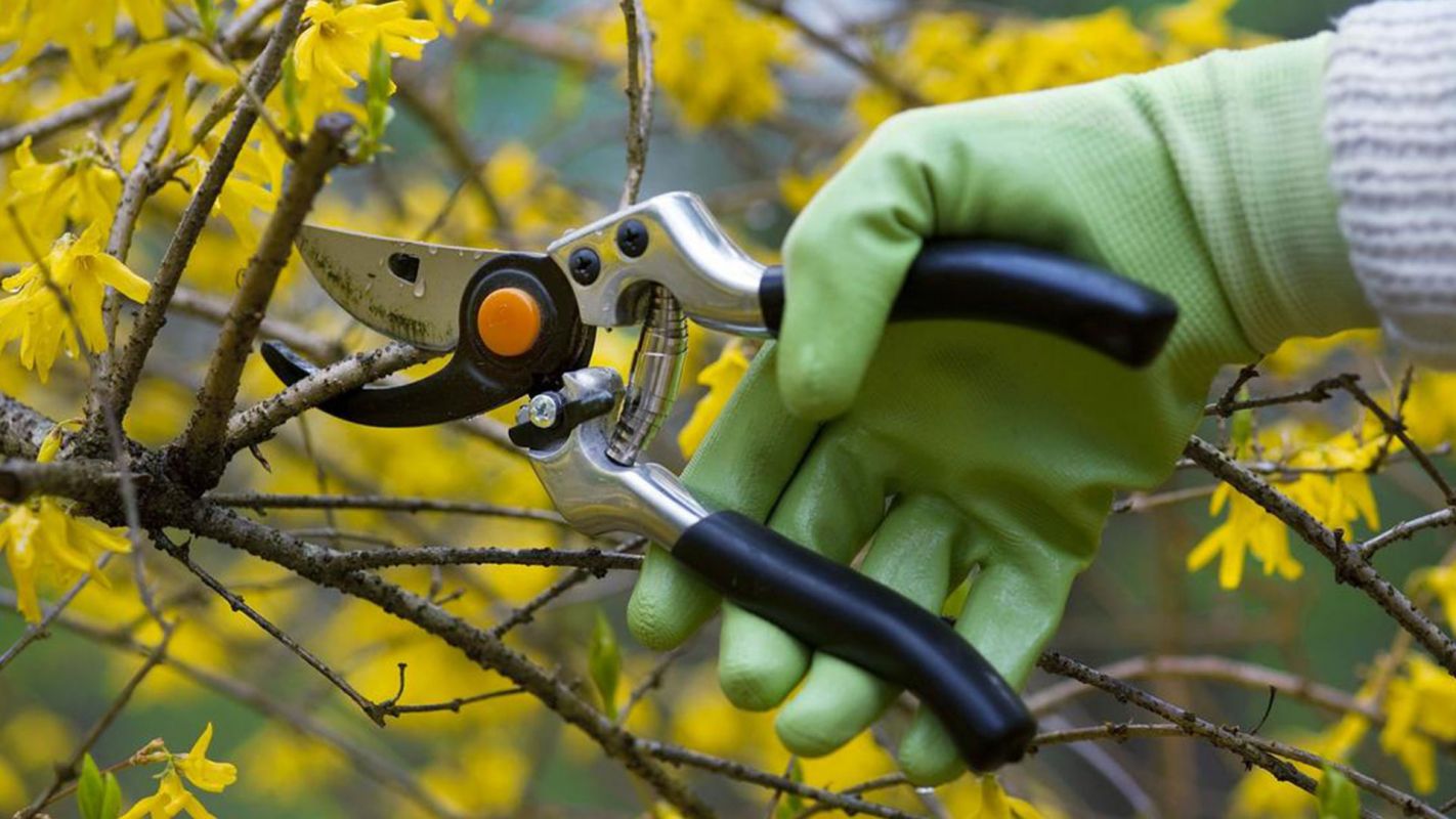 Tree Pruning Services Ridgefield CT