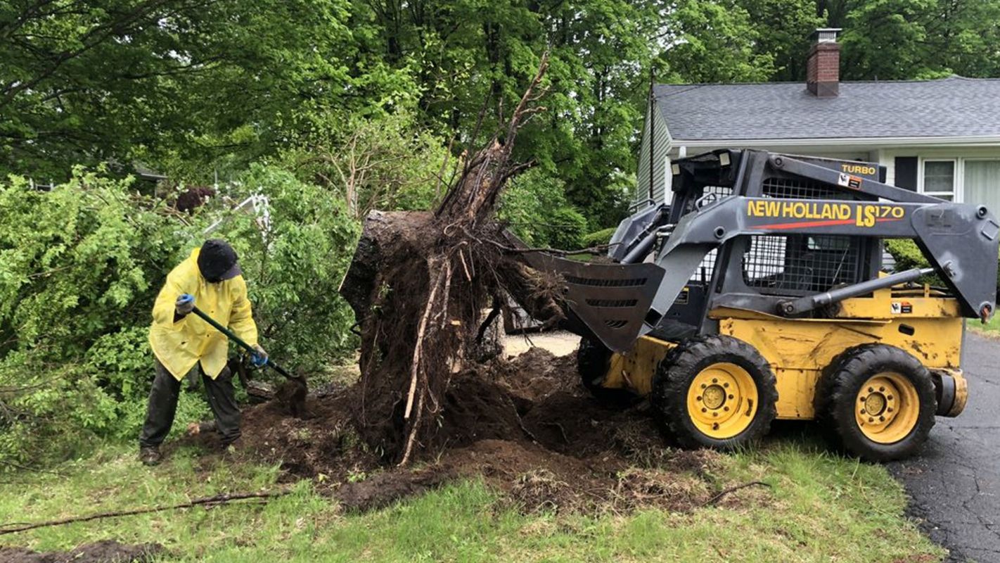 Tree Removal Services Ridgefield CT
