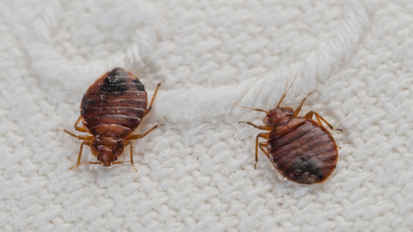 Bed Bugs Removal Service Haysville KS