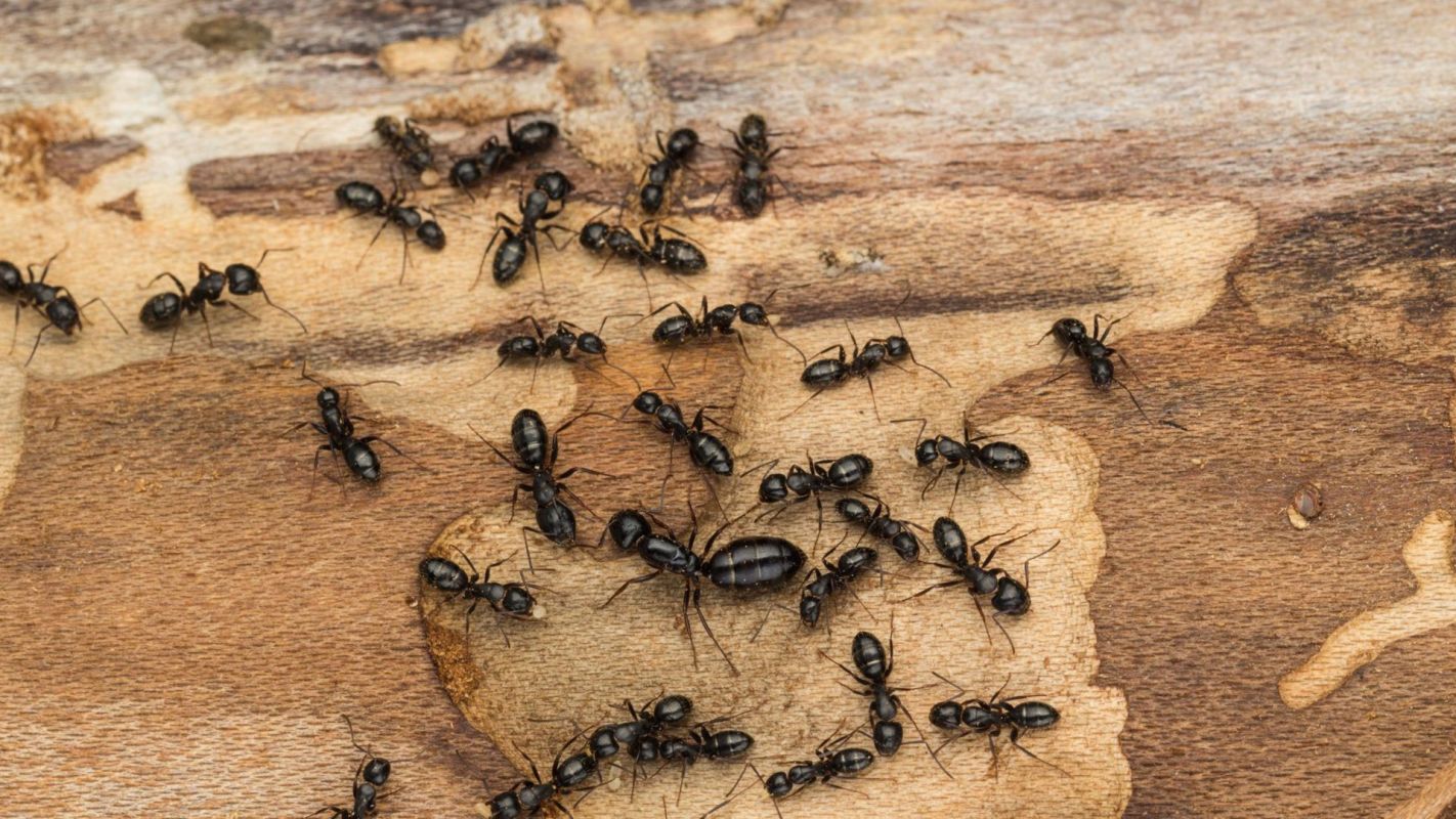 Ant Removal Service Rose Hill KS