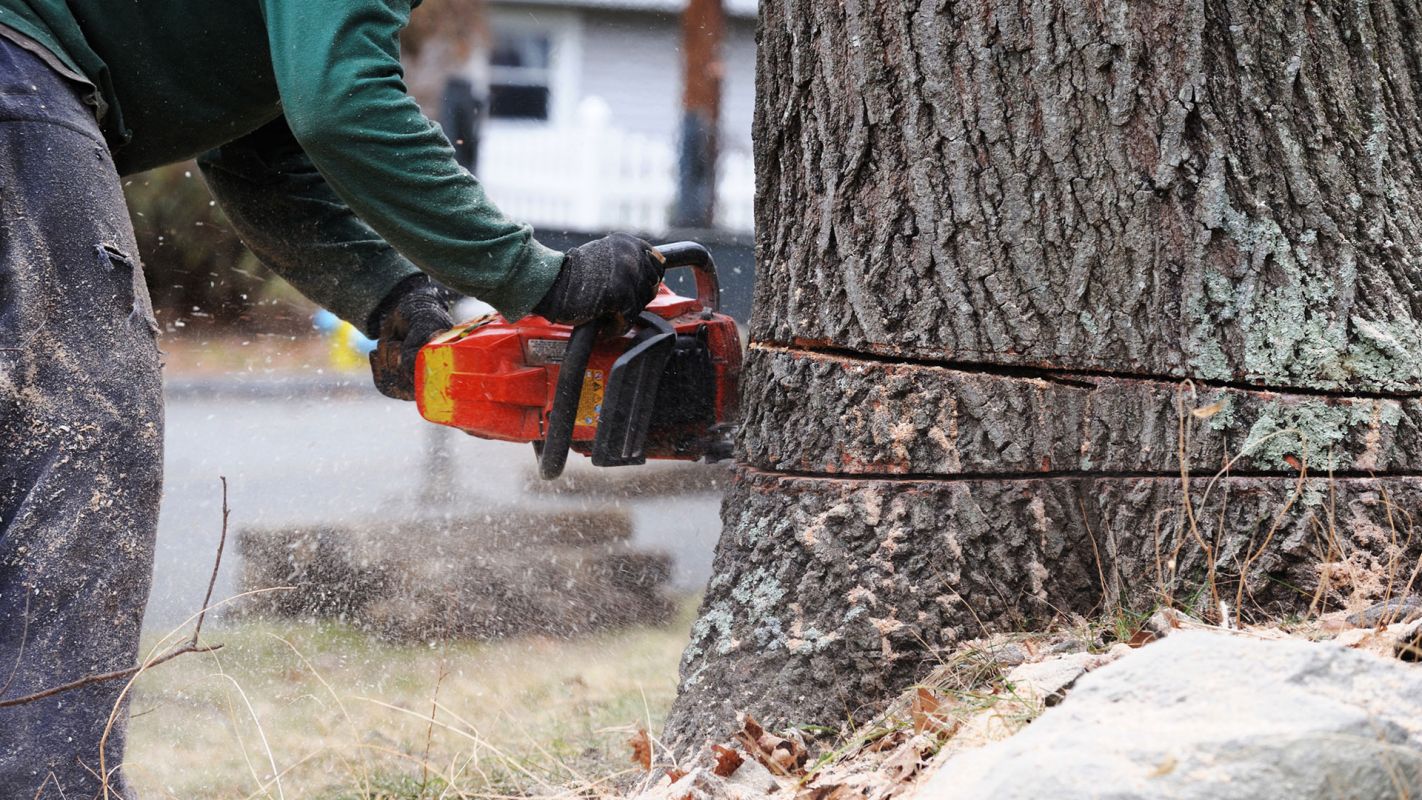 Tree Removal Service Jacksonville IL