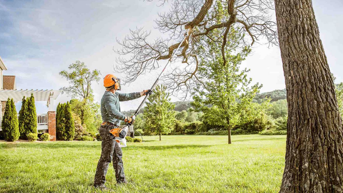 Tree Trimming Service Lincoln IL