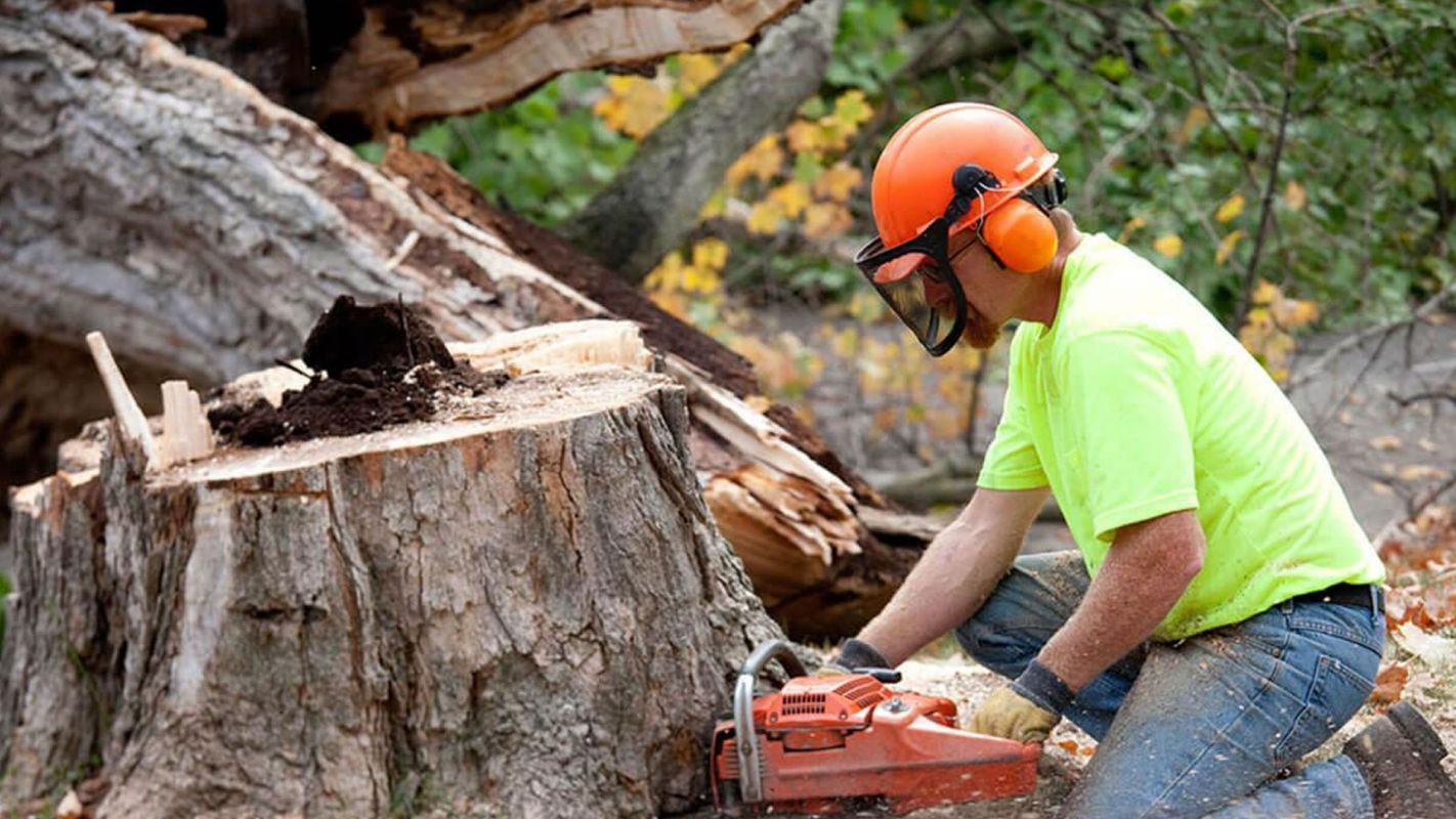 Tree Removal Services Columbus NE