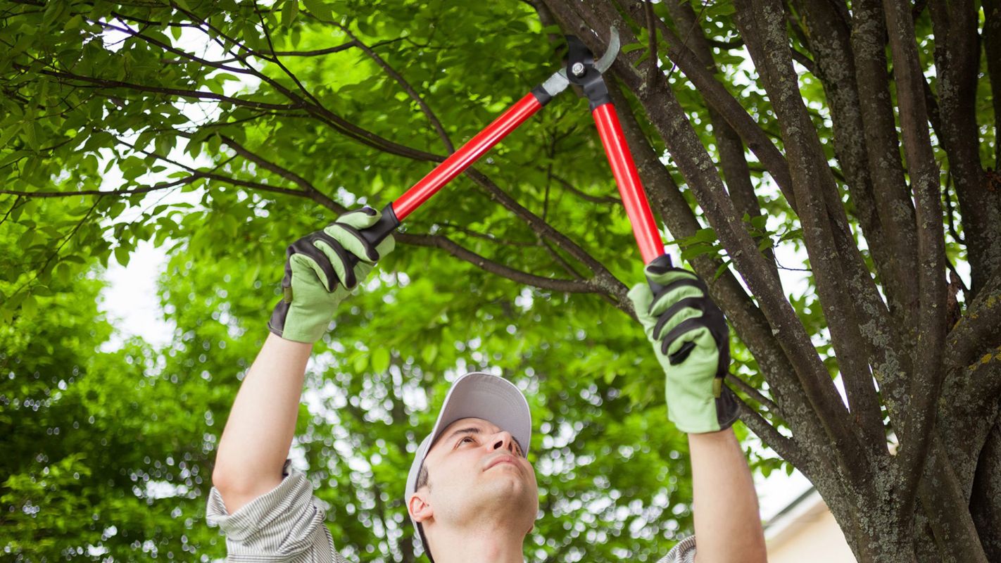 Tree Trimming Service Seward NE