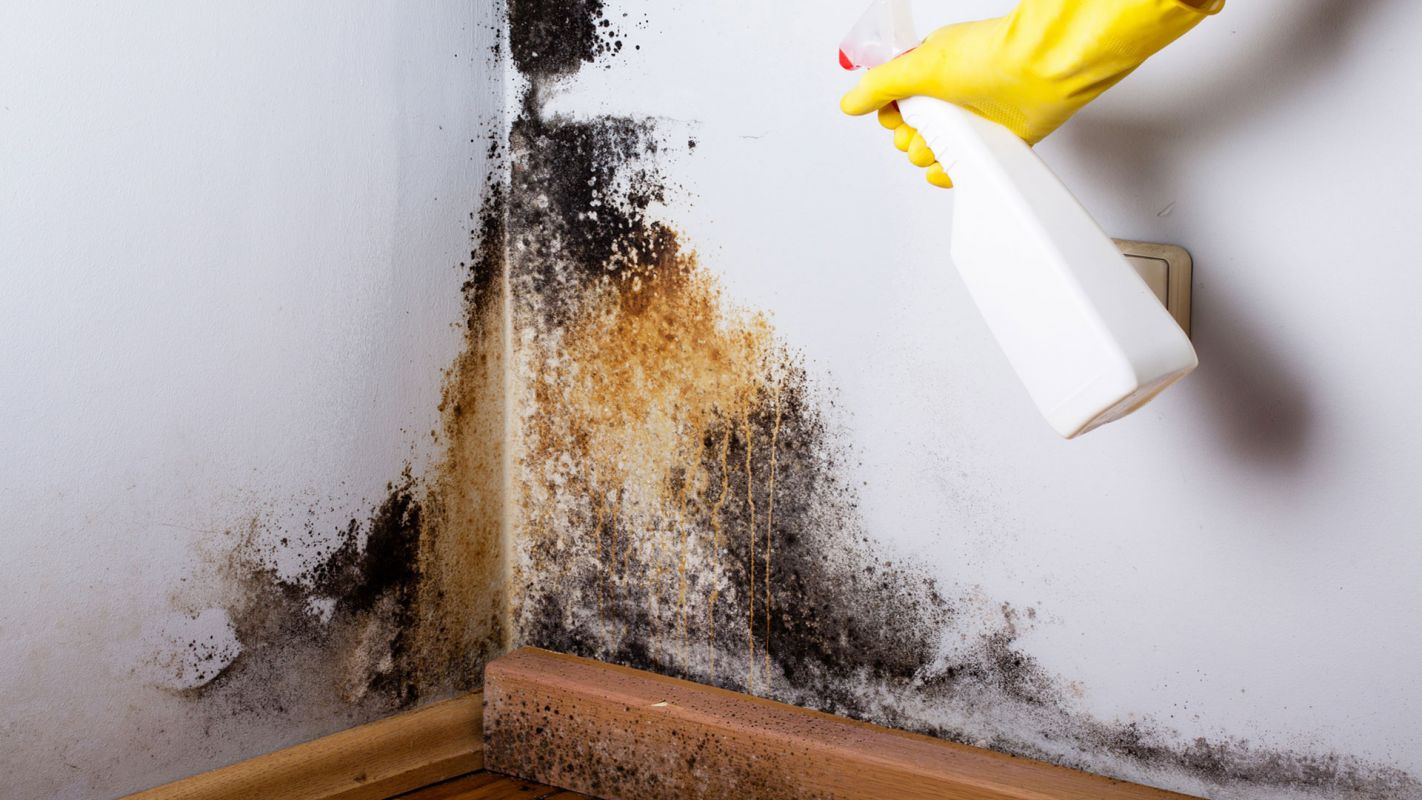 Mold Removal Services National City CA