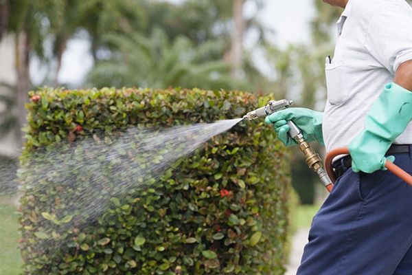 Lawn Pest Control Services Provo UT