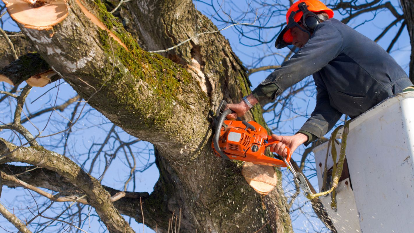 Tree Removal Services Nassau Bay TX