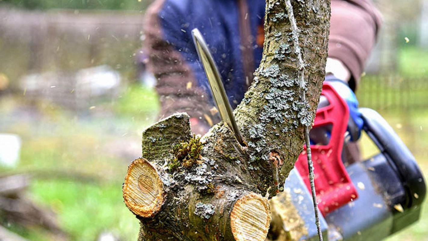 Tree Removal Service Nassau Bay TX