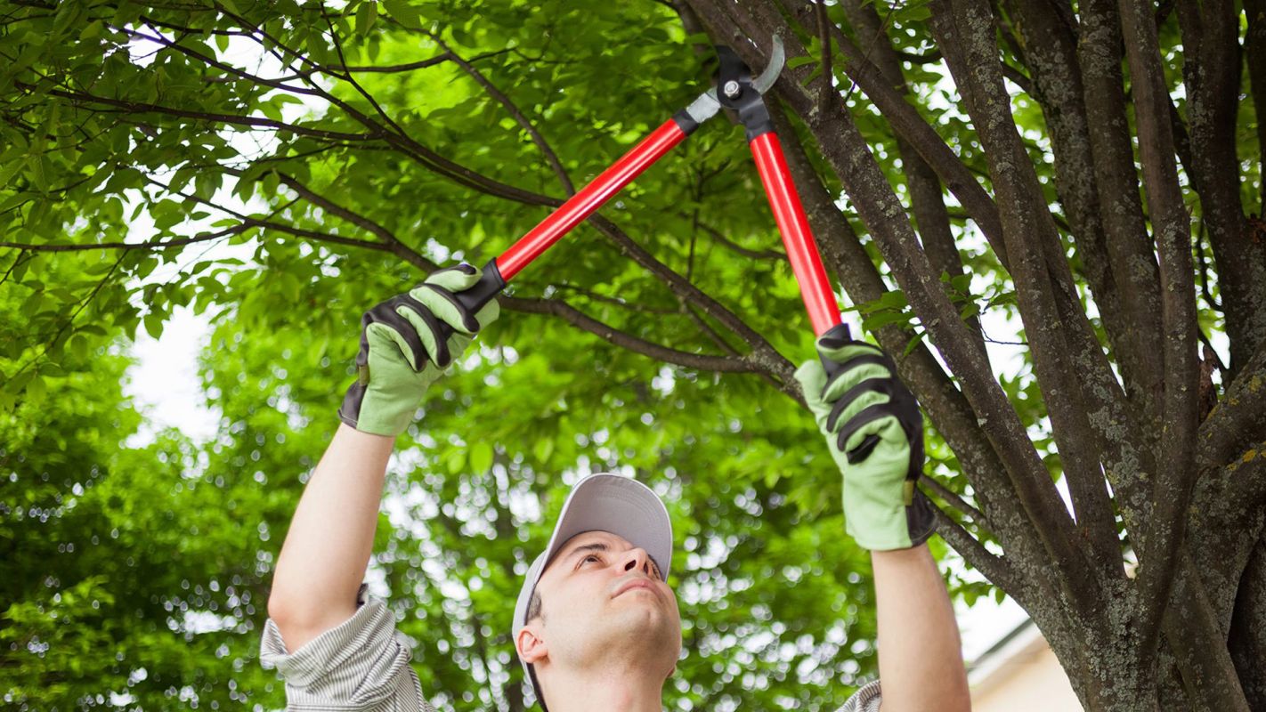 Tree Trimming Service League City TX