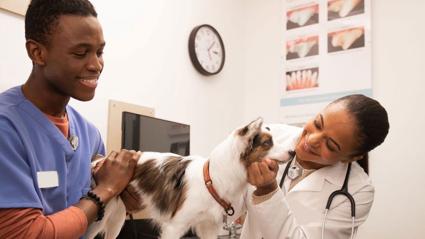 Pet Hospital Cost Murrieta CA