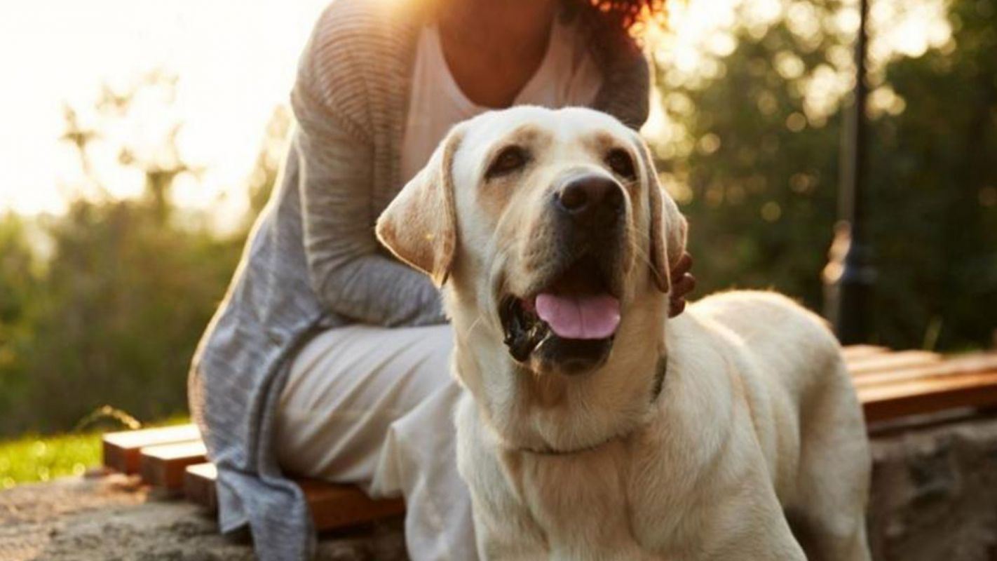 Dog Trainer Estimate Murrieta CA