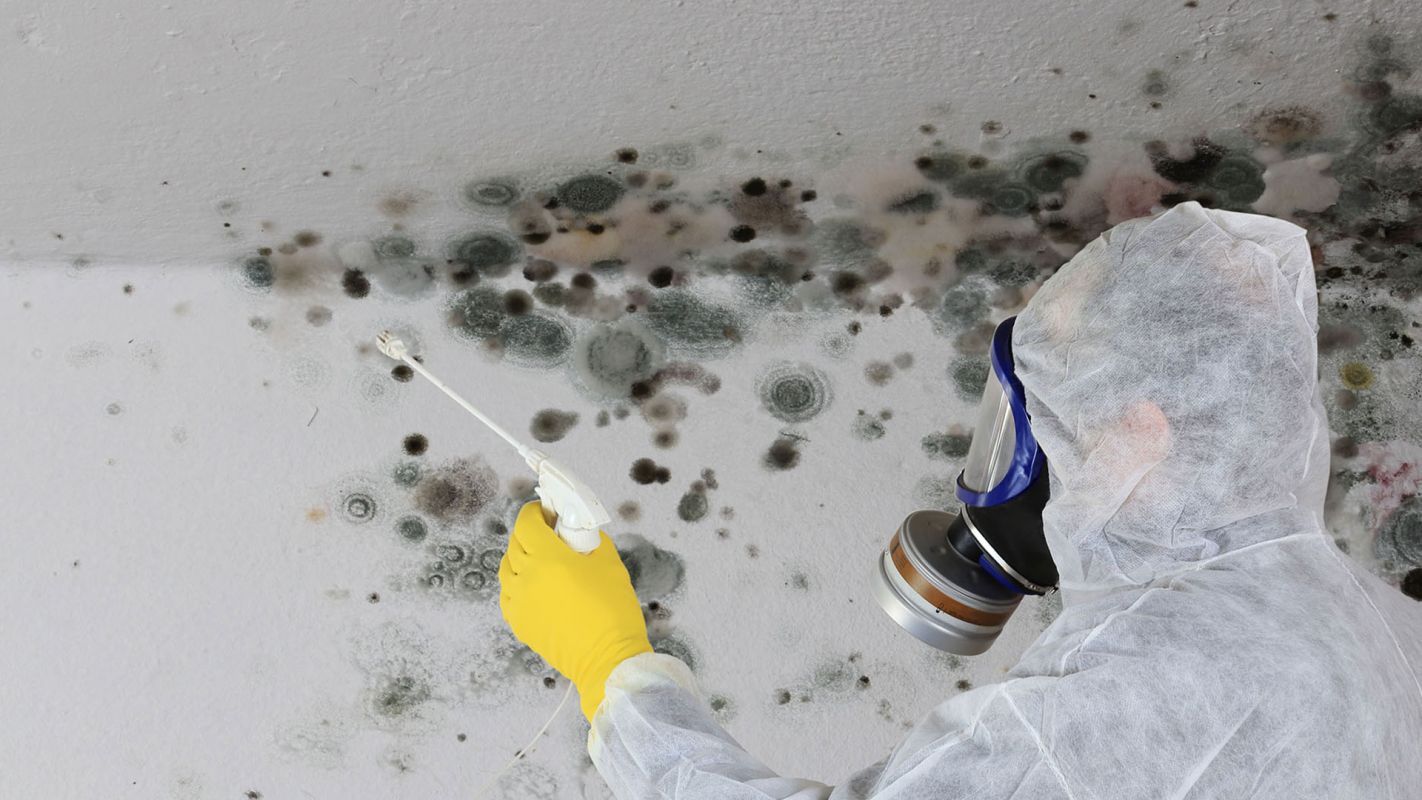 Black Mold Removal Services Atlanta GA