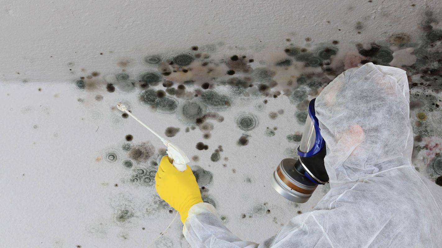 Black Mold Removal Services Roswell GA