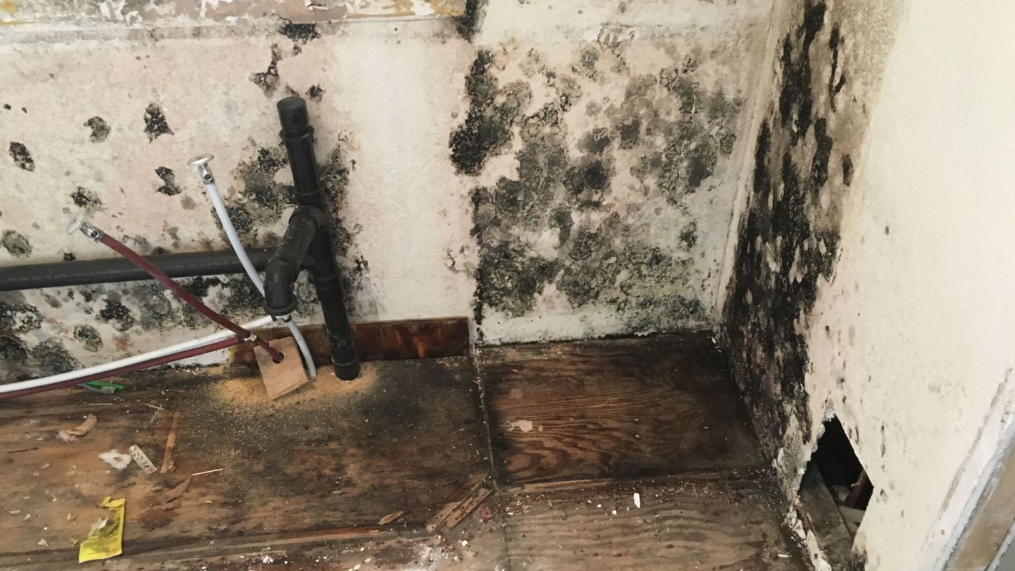 Mold Restoration Kennesaw GA