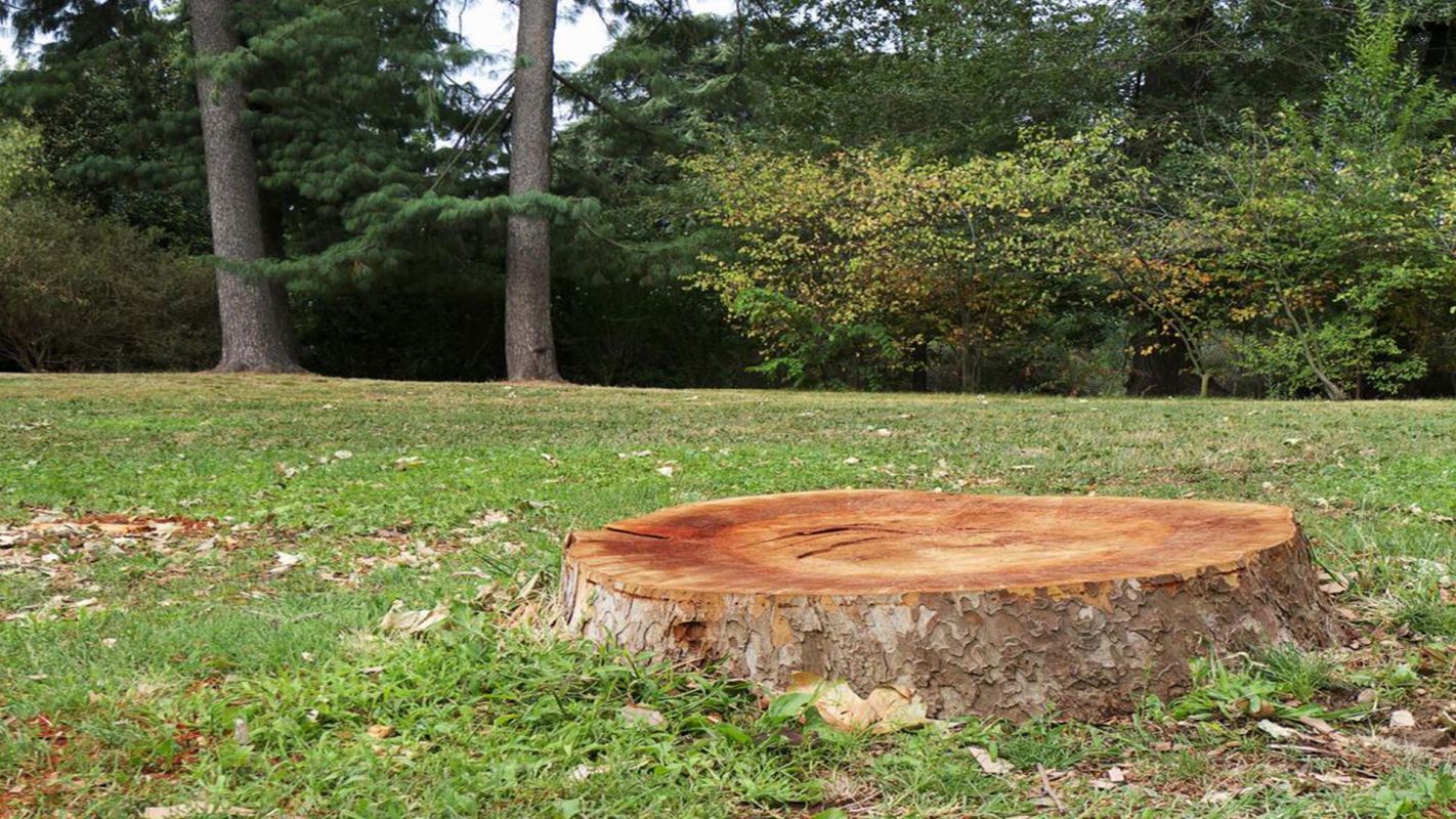 Tree Stump Removal Service Chestertown MD