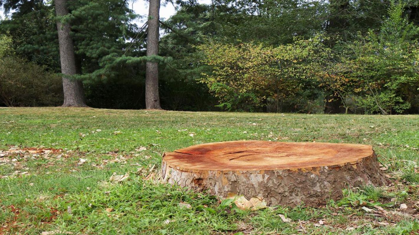 Tree Stump Removal Service Kennedyville MD