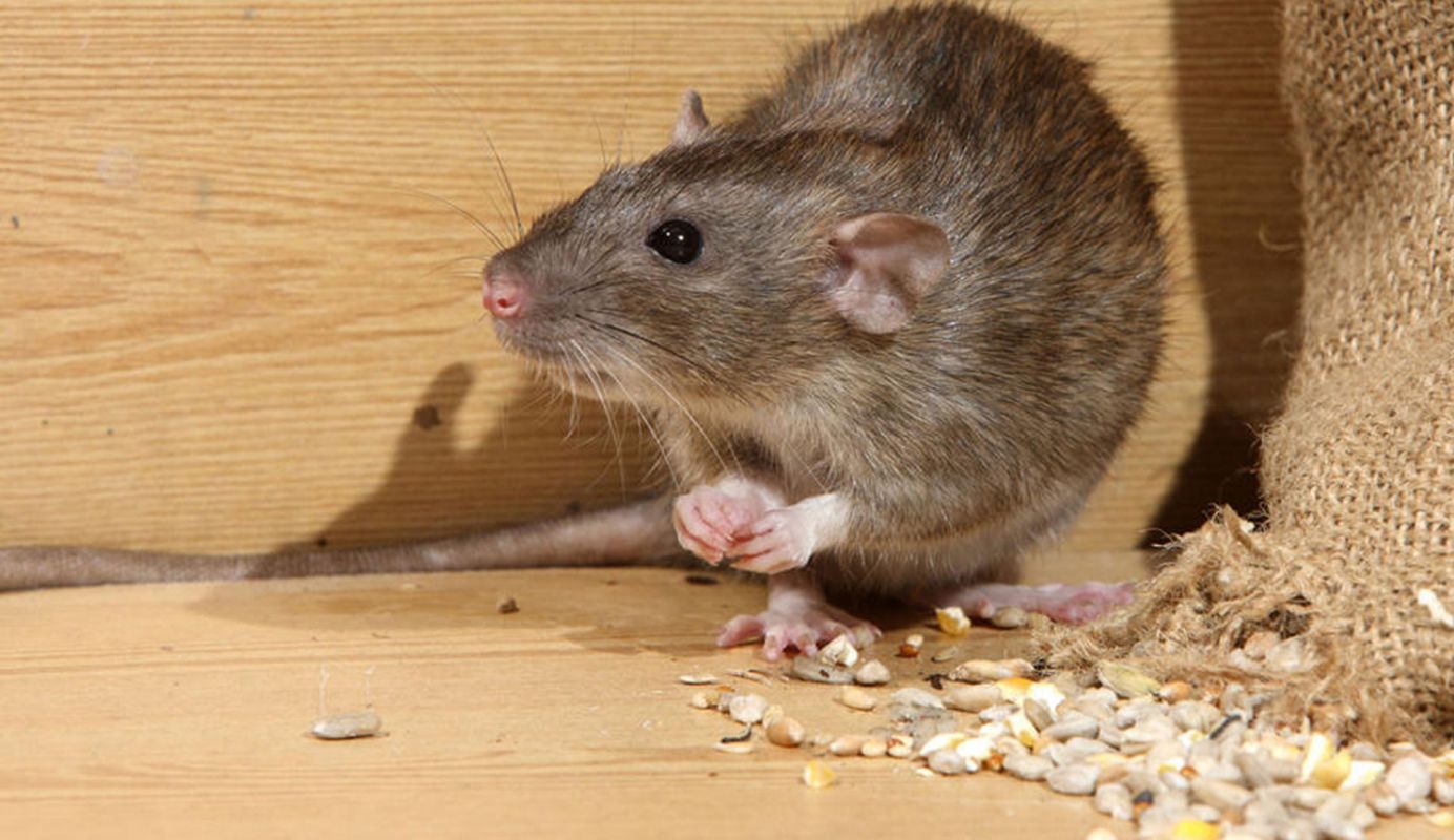 Rat Control Services Richmond TX