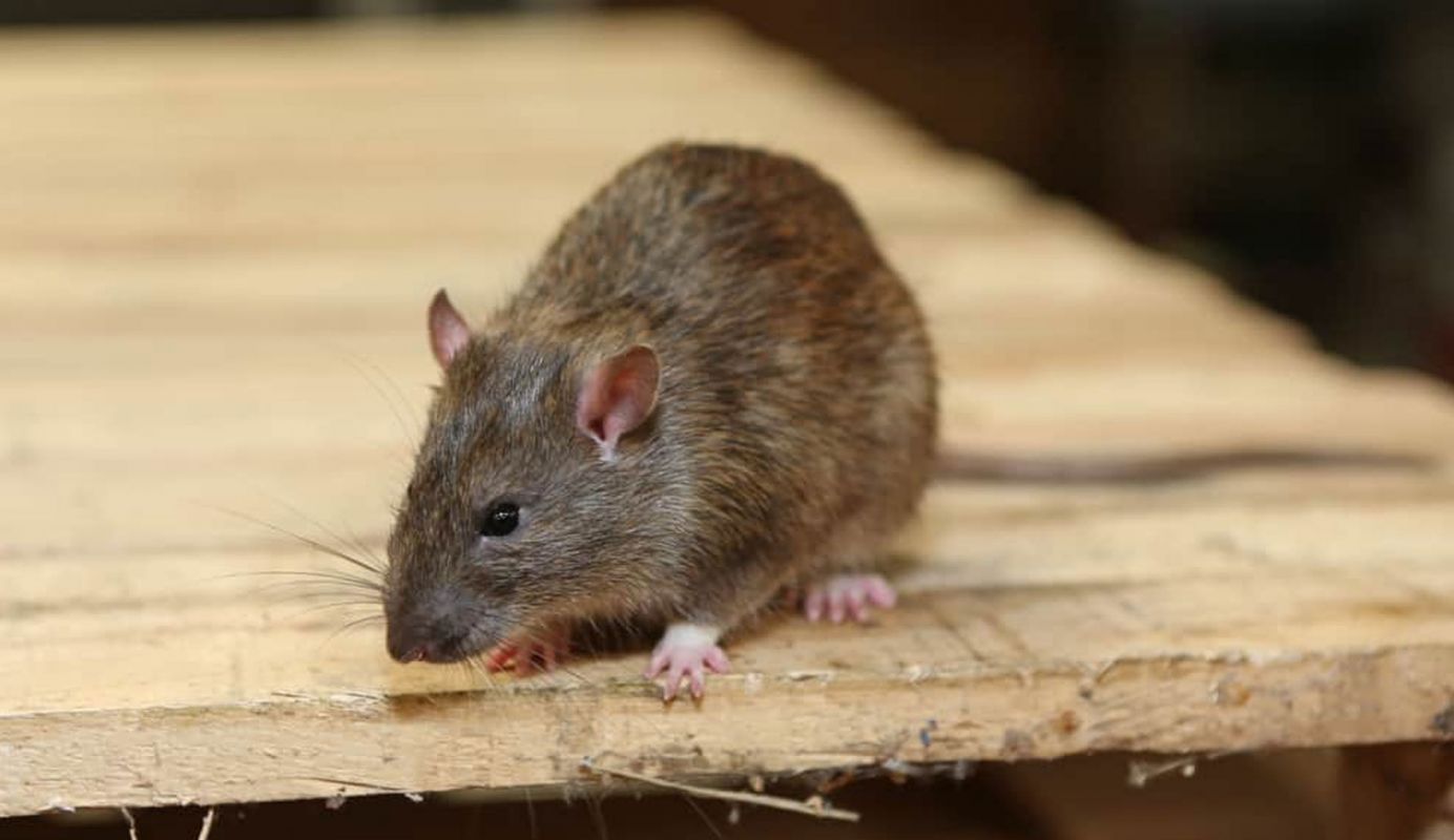 Rodent Removal Services Katy TX