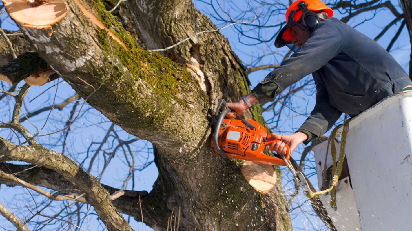 Best Tree Removal Services Sacramento CA