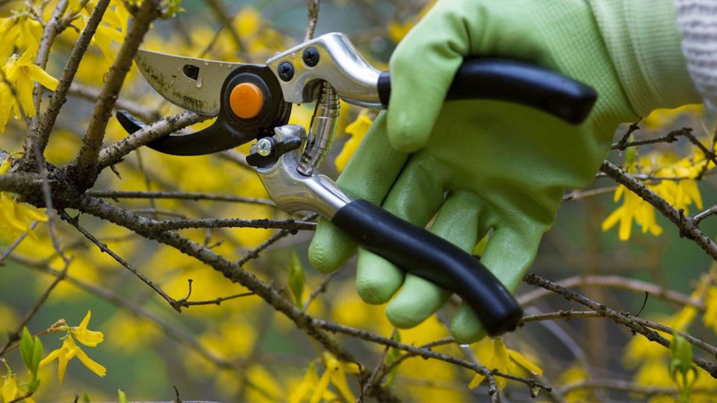 Tree Pruning Services Rocklin CA