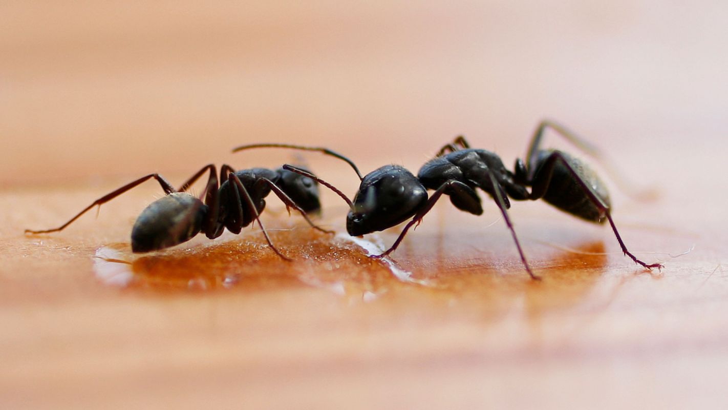 Ant Control Services Cincinnati OH