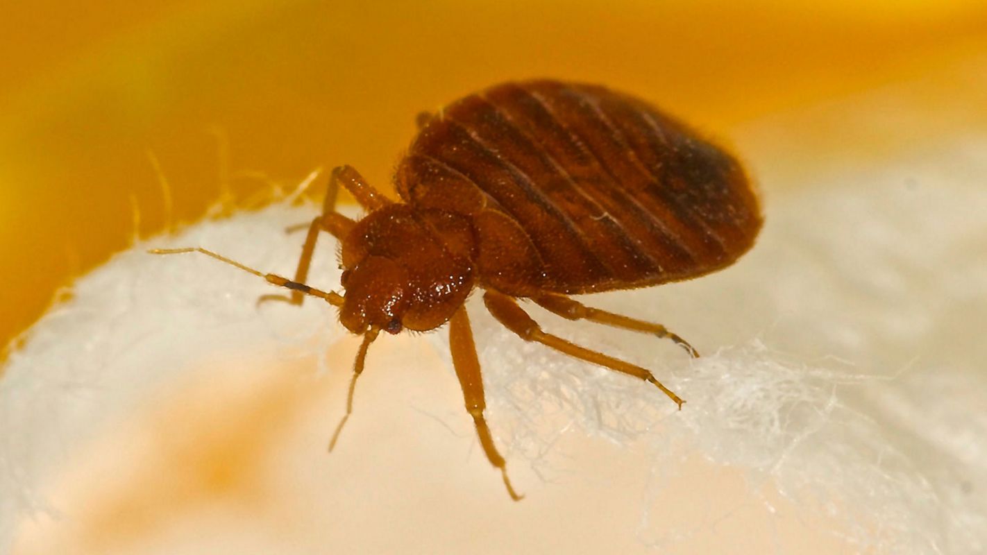 Bed Bugs Control Services Indian Hill OH