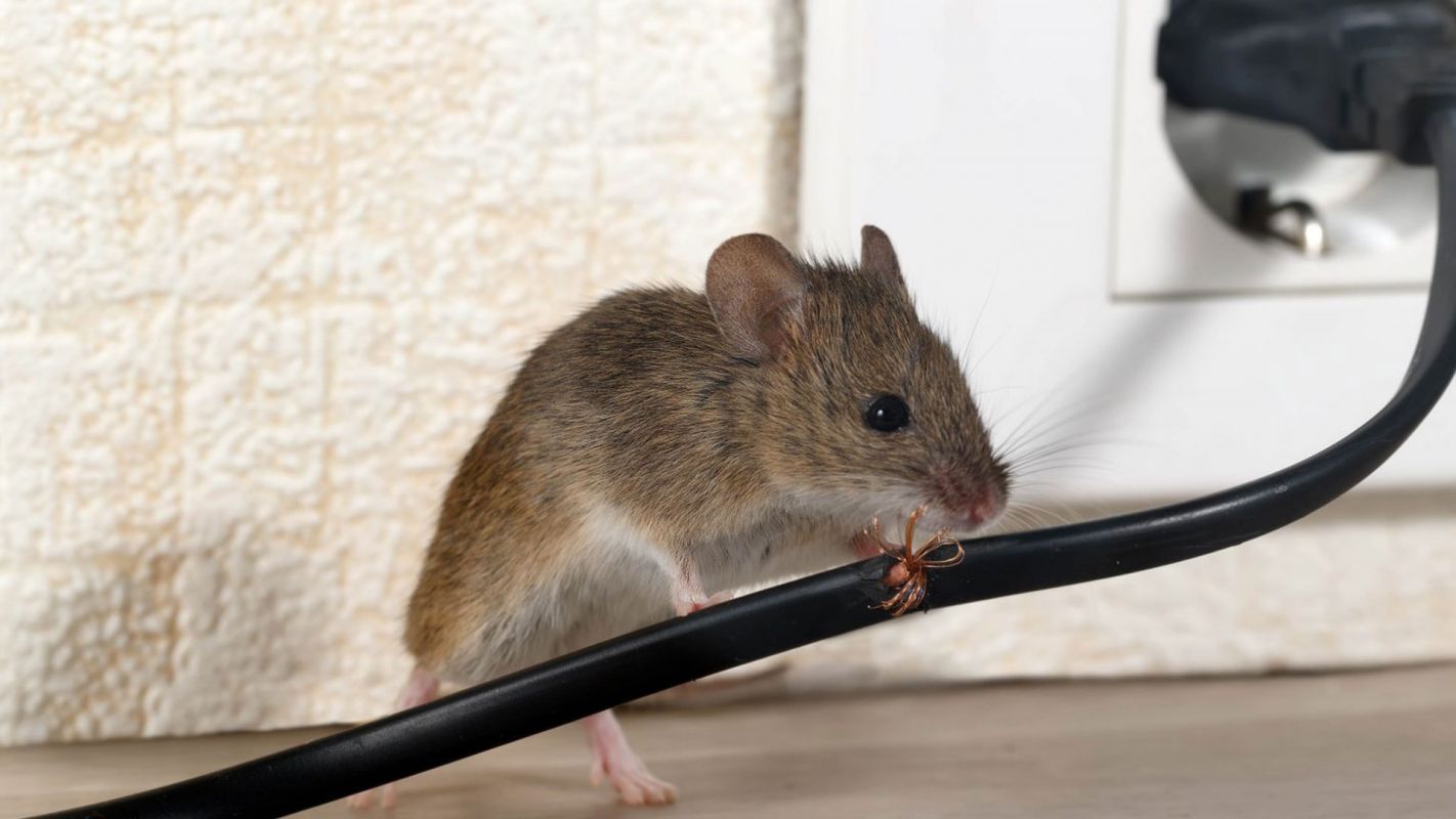 Rodent Removal Services Cincinnati OH
