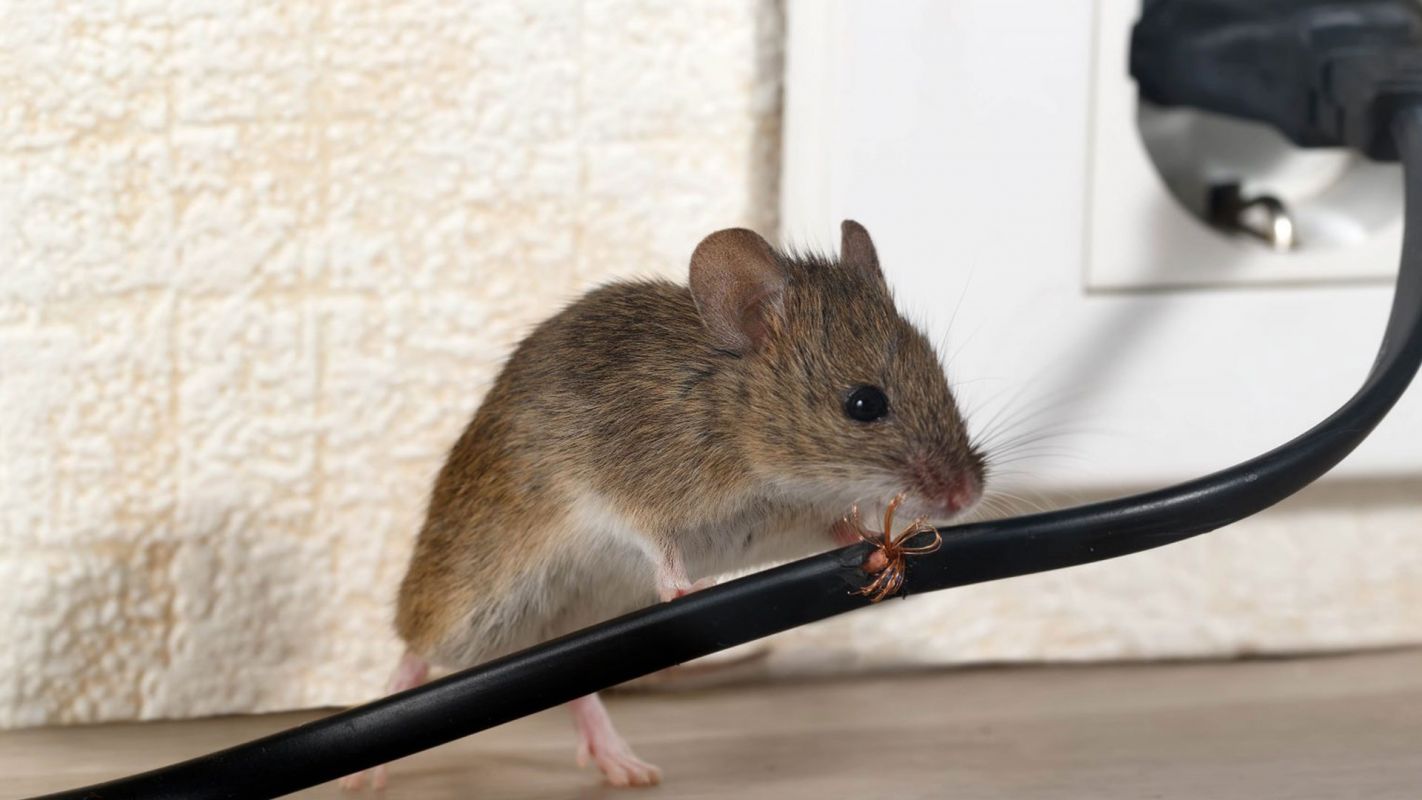 Rodent Removal Services Liberty Township OH