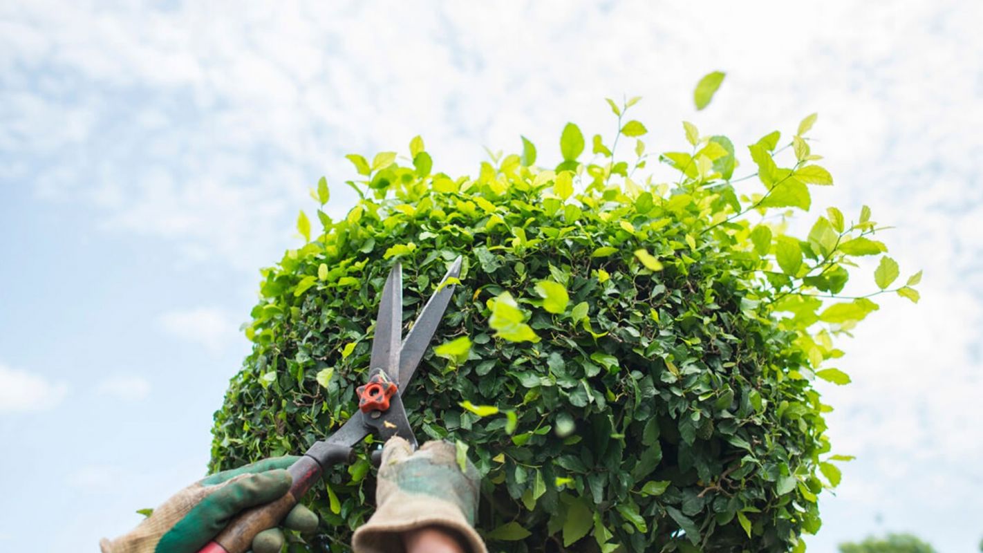 Tree Trimming Service Mountville GA