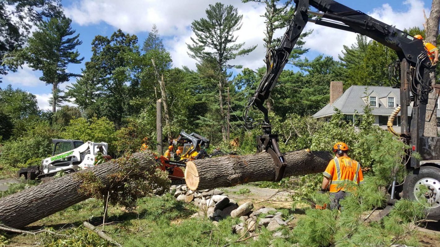 Tree Removal Services Greenville GA