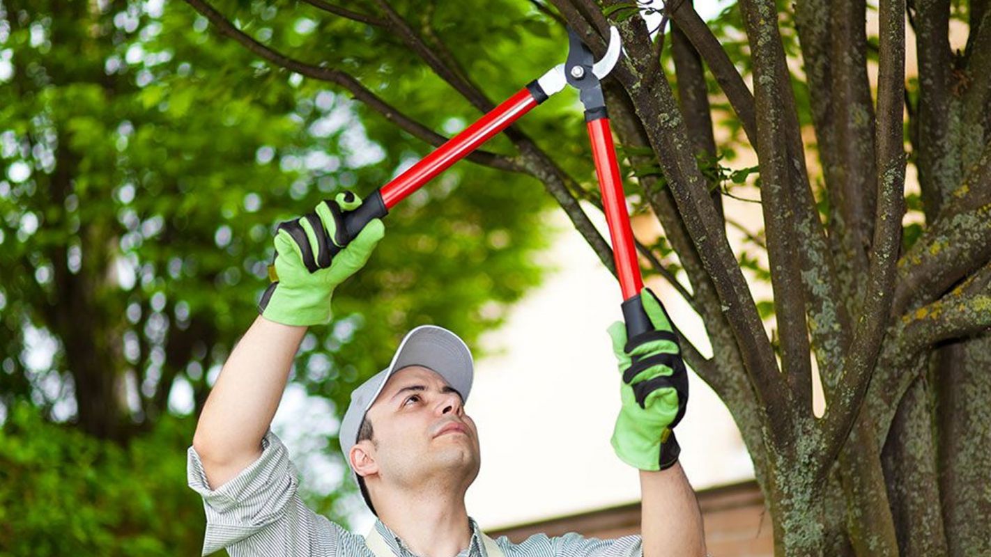 Tree Pruning Services Woodfield GA
