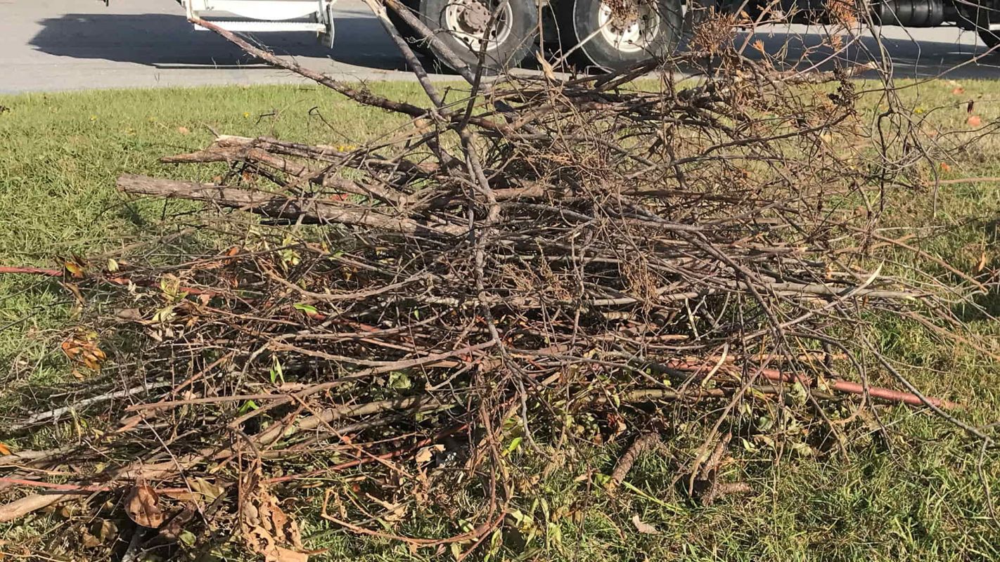 Yard Debris Removal Jamaica NY