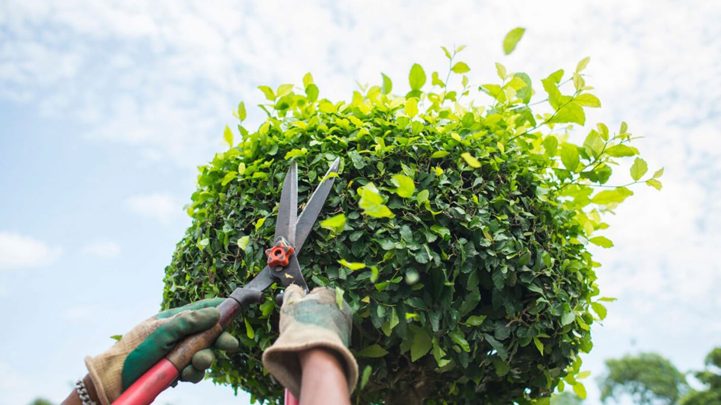 Tree Trimming Services Greenwich CT