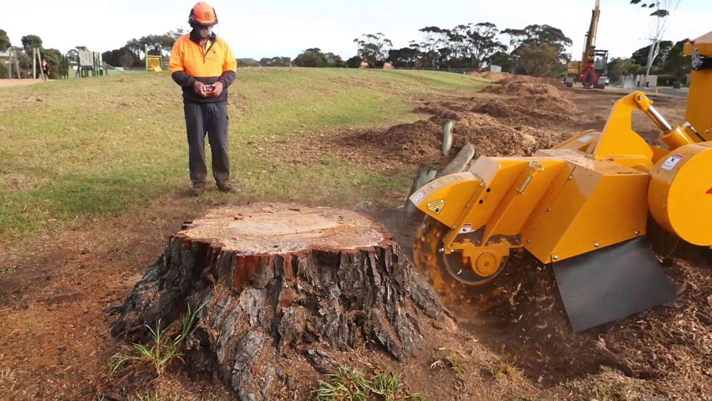 Stump Grinding Services Greenwich CT