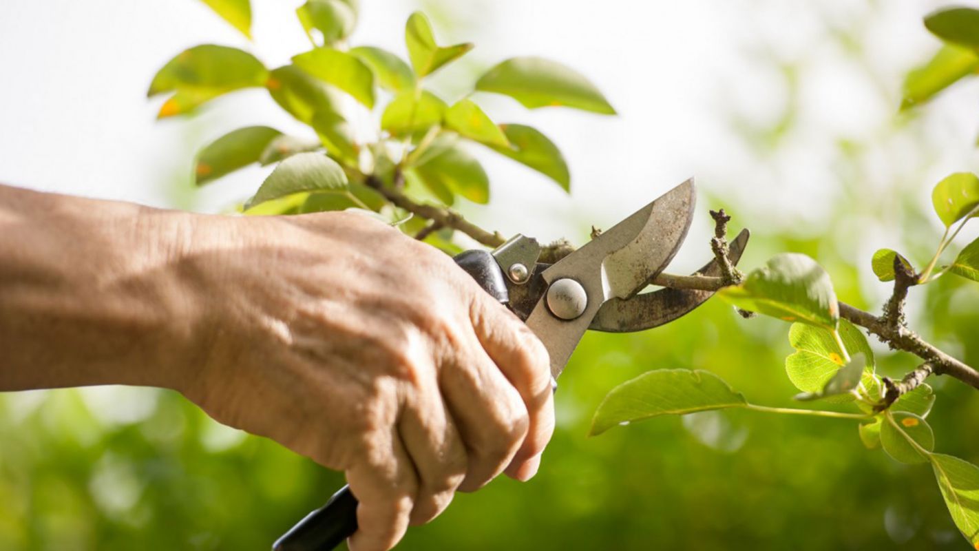 Tree Pruning Service Fairfield County CT