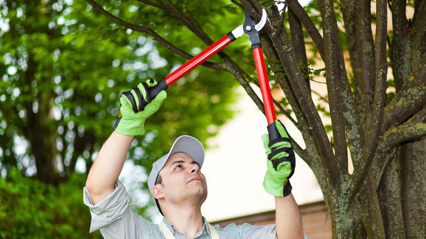 Affordable Tree Trimming Stamford CT