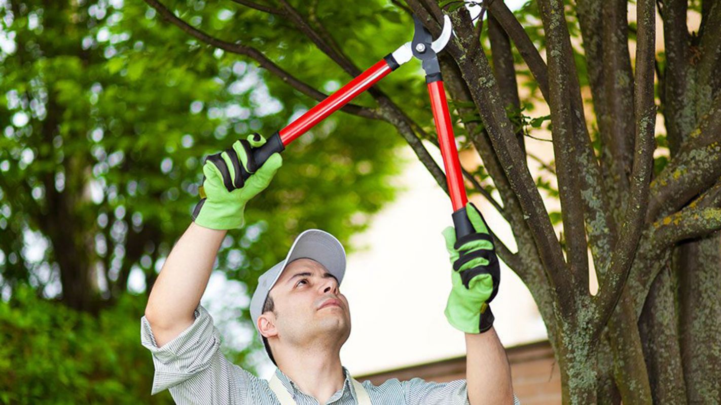 Affordable Tree Trimming New Haven CT