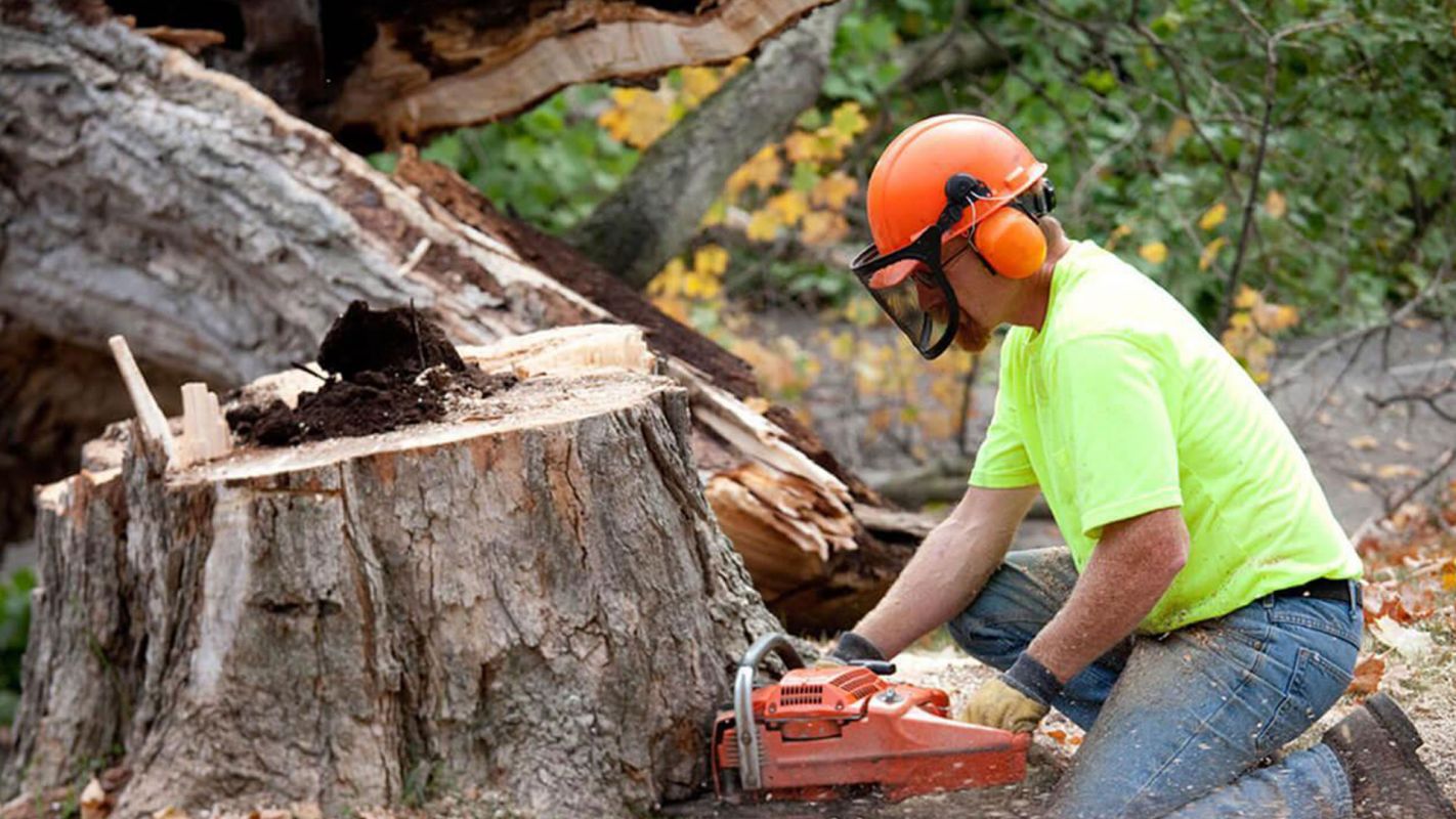 Tree Removal Services Pembroke Pines FL