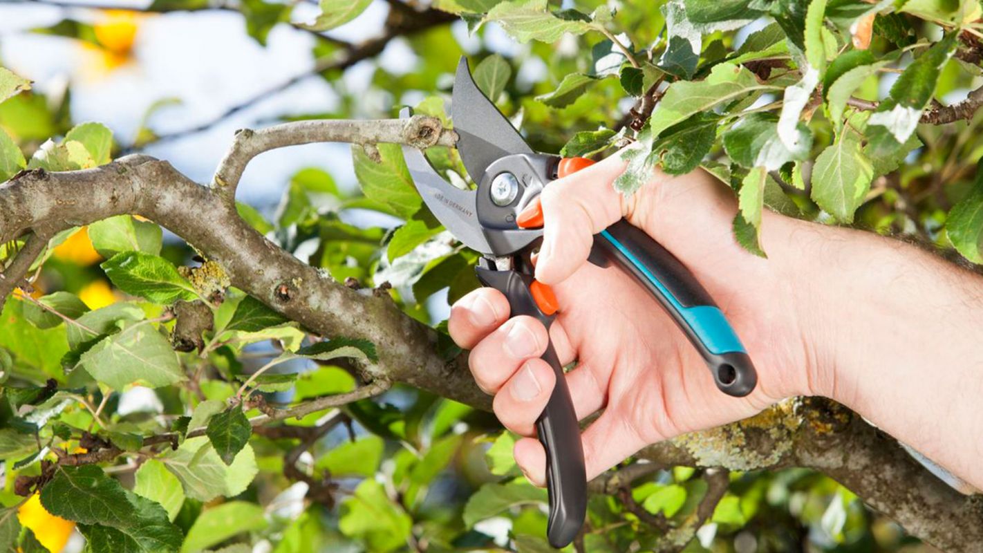 Tree Pruning Services Boca Raton FL