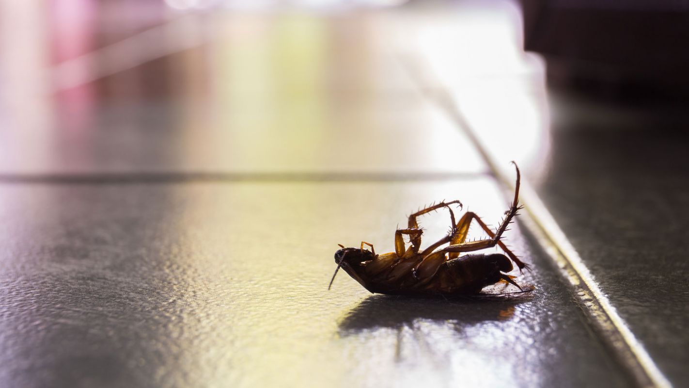 Roaches Removal Service El Dorado KS