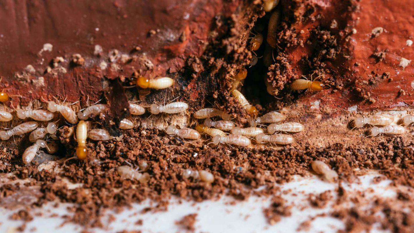 Termite Removal Service Goddard KS