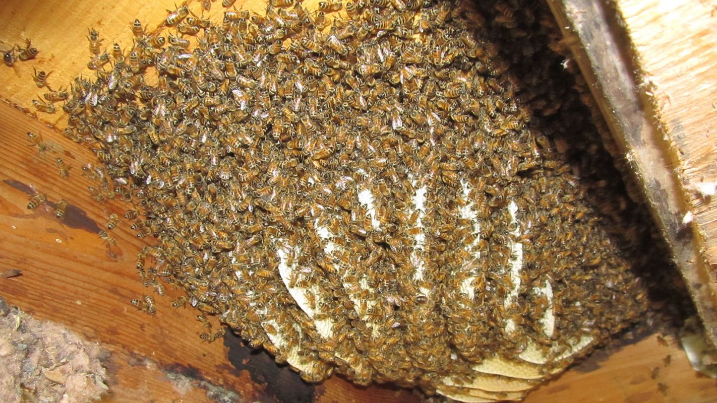 Bee Removal Service El Dorado KS
